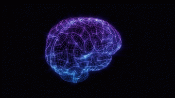 brain
