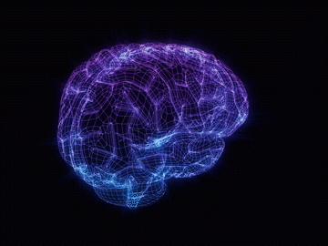 brain