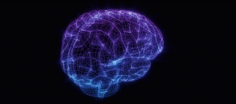 brain